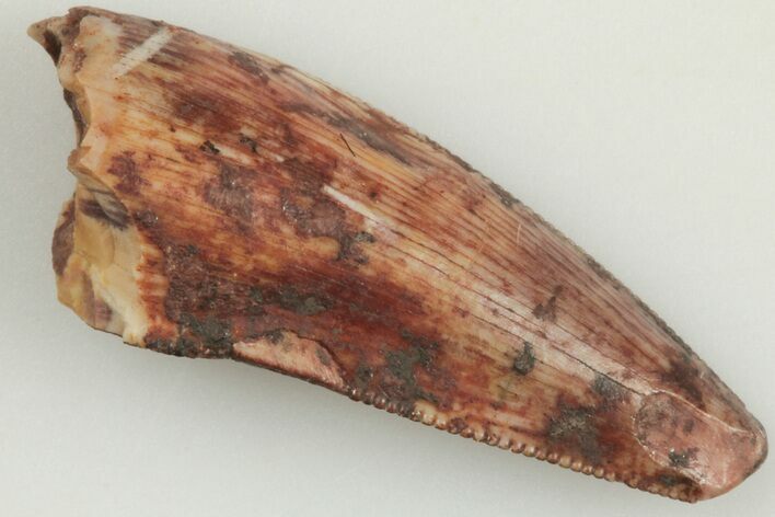 .64" Serrated, Triassic Reptile (Postosuchus?) Tooth - New Mexico